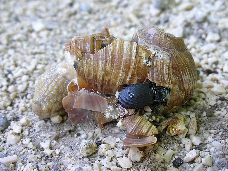 Predazione ... Abax parallelepipedus che divora Helix